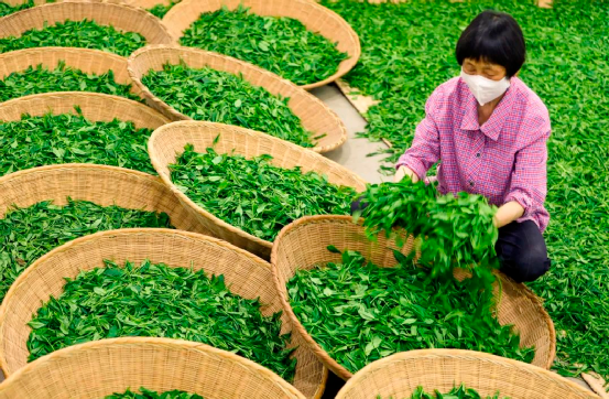 关于中国绿茶金三角之一 安徽实在太“茶里茶气”了的资讯(10)
