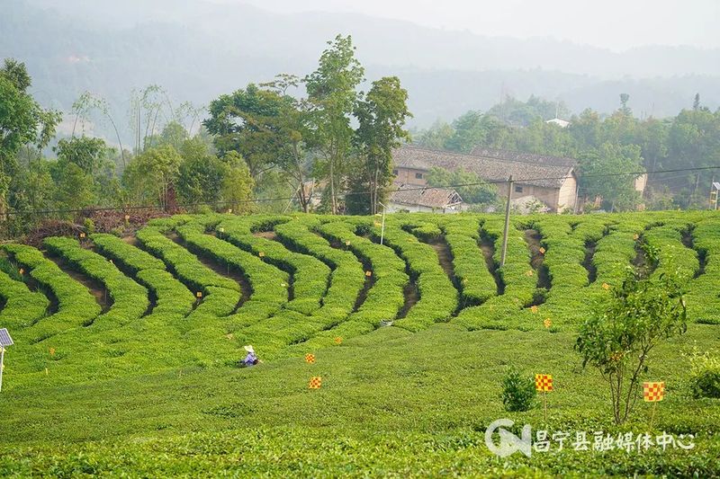 有关于总产值59.8亿元！昌宁稳步推进茶产业发展的相关内容(1)