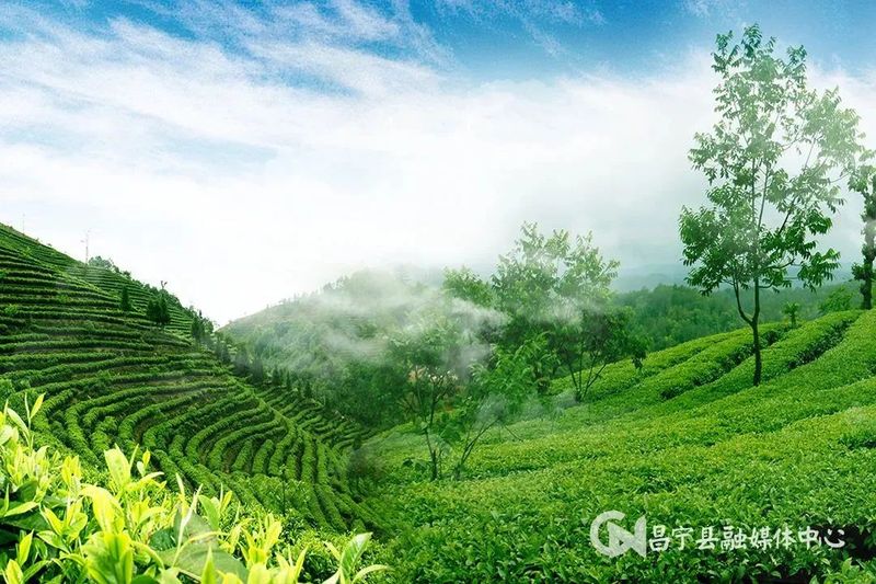 有关于总产值59.8亿元！昌宁稳步推进茶产业发展的相关内容