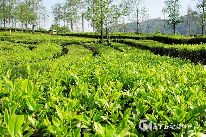 有关于总产值59.8亿元！昌宁稳步推进茶产业发展的相关内容(2)