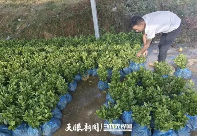 关于普安：获捐40万株“白叶一号”茶苗 助力高标准绿色茶园打造的新闻(2)