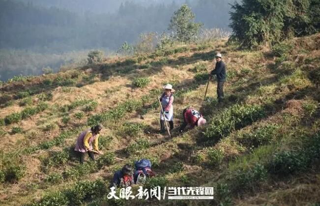 关于普安：获捐40万株“白叶一号”茶苗 助力高标准绿色茶园打造的新闻