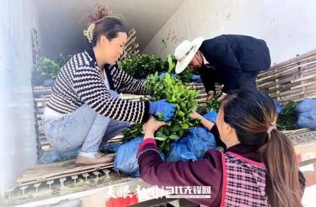 关于普安：获捐40万株“白叶一号”茶苗 助力高标准绿色茶园打造的新闻(1)