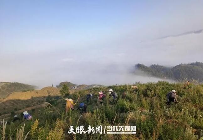 关于普安：获捐40万株“白叶一号”茶苗 助力高标准绿色茶园打造的新闻(3)
