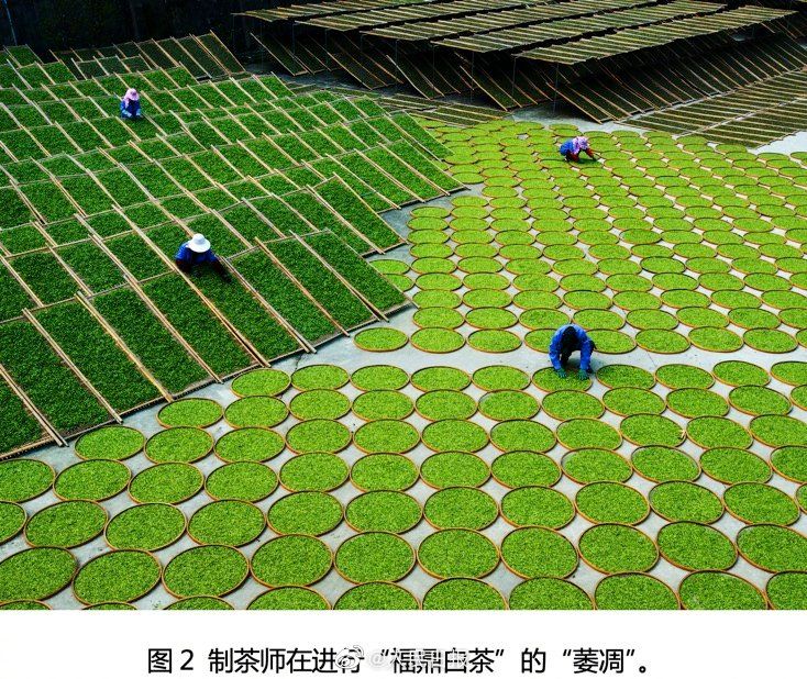 有关于中国传统制茶技艺及其相关习俗申报通过评审的资讯(1)