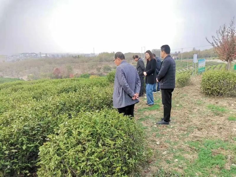 有关于民盟巢湖市基层委开展巢湖茶产业调研活动的内容(1)