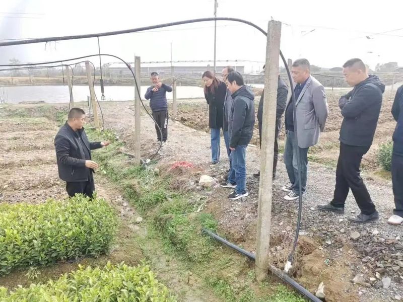 有关于民盟巢湖市基层委开展巢湖茶产业调研活动的内容