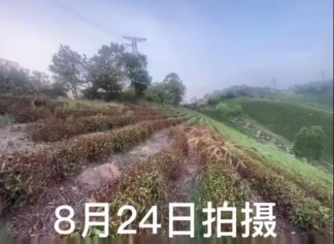 关于在“一片叶子富了一方百姓”的安吉，遇到干旱该咋办？的内容