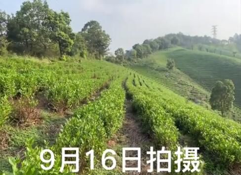 关于在“一片叶子富了一方百姓”的安吉，遇到干旱该咋办？的内容(1)