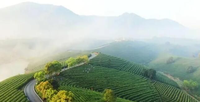 关于在“一片叶子富了一方百姓”的安吉，遇到干旱该咋办？的内容(9)