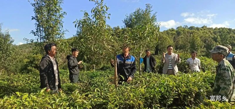 关于澜沧富邦：强化茶园管护培训 助推产业提质增效的消息