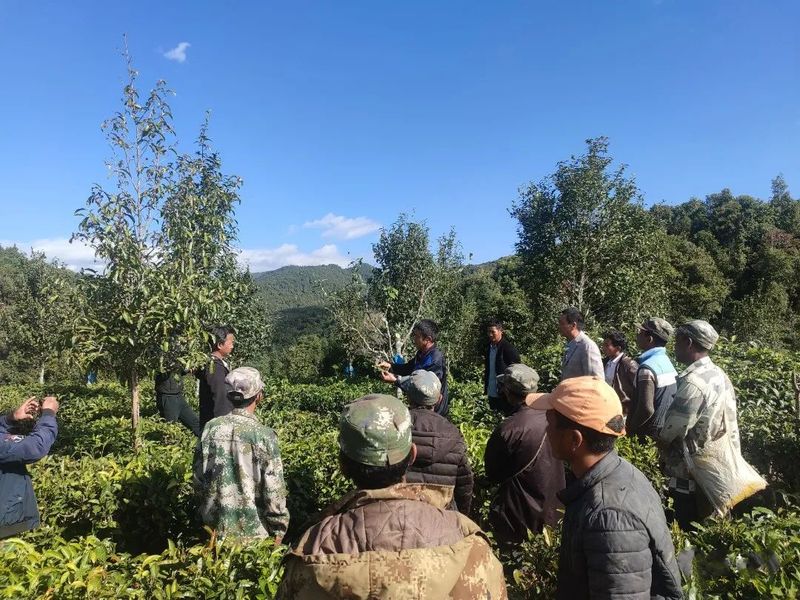 关于澜沧富邦：强化茶园管护培训 助推产业提质增效的消息(2)