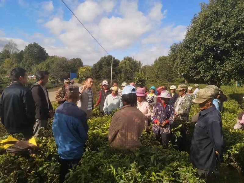 关于澜沧富邦：强化茶园管护培训 助推产业提质增效的消息(3)