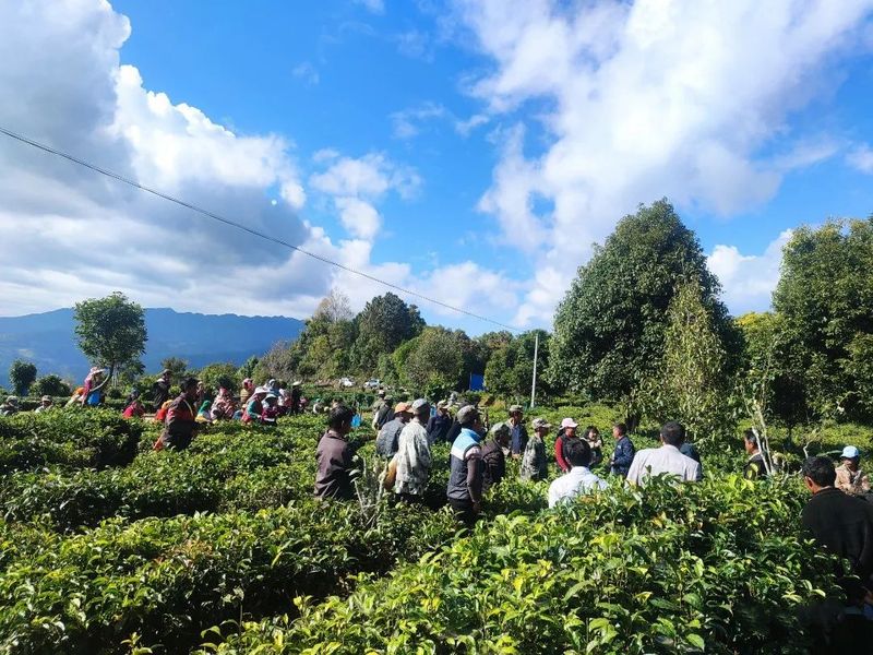 关于澜沧富邦：强化茶园管护培训 助推产业提质增效的消息(4)