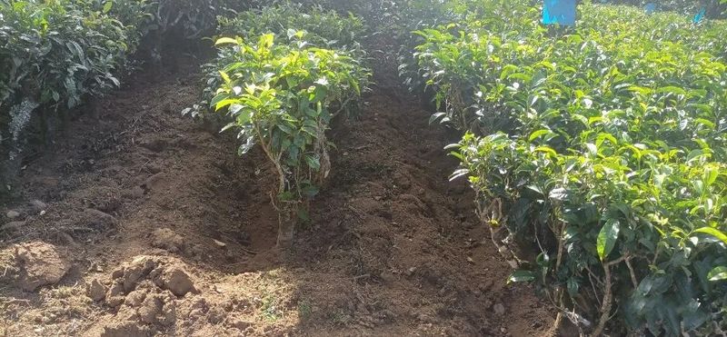 关于澜沧富邦：强化茶园管护培训 助推产业提质增效的消息(1)