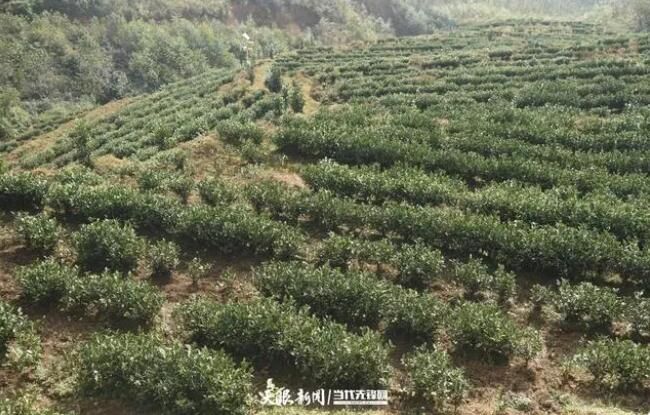 关于普安：茶园香 荷包“鼓”的最新消息(2)