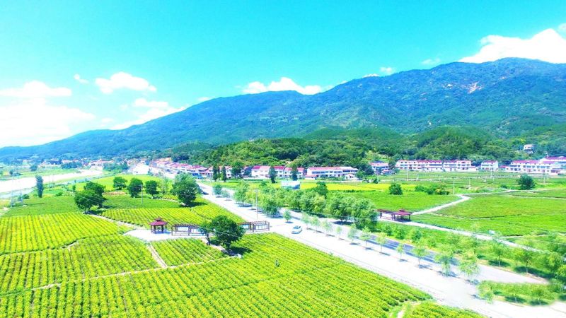 有关于天然氧吧品香茗——英山县推进茶产业链建设纪实的相关内容(2)