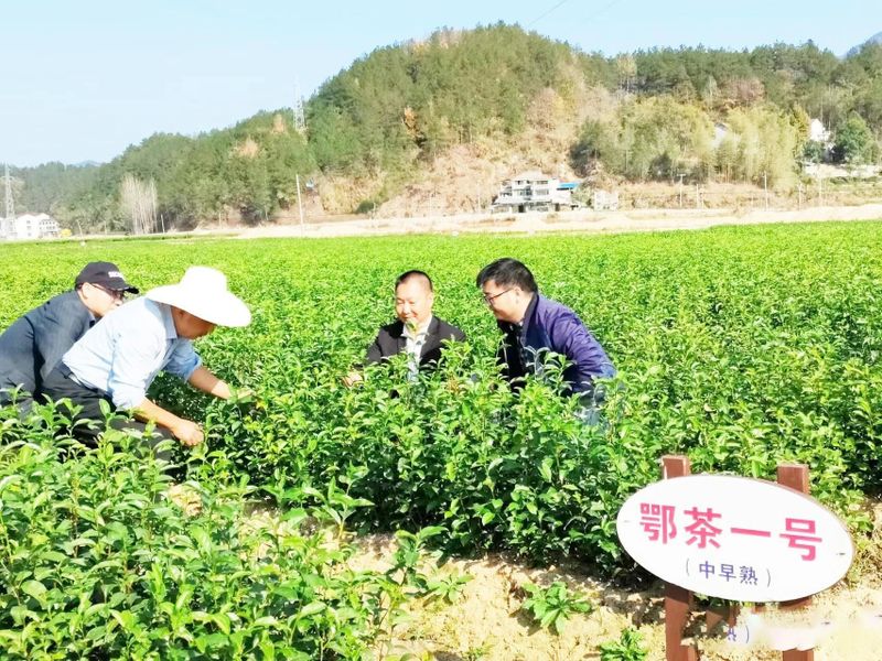 有关于天然氧吧品香茗——英山县推进茶产业链建设纪实的相关内容(1)