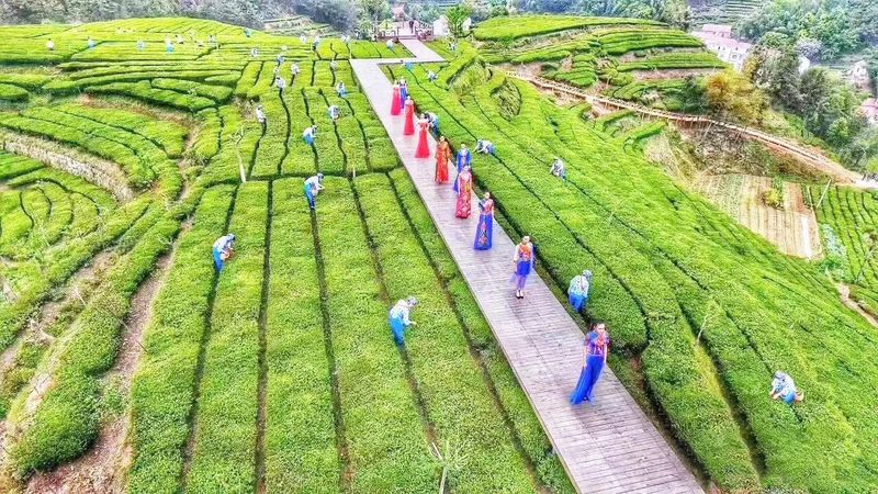 有关于天然氧吧品香茗——英山县推进茶产业链建设纪实的相关内容
