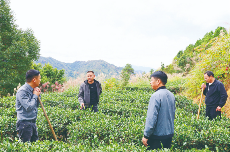 关于安溪：苦练内功助推茶业提质增效的信息