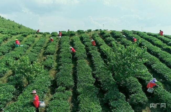 有关于贵州贵定：畅通茶产业产销绿色通道的相关内容