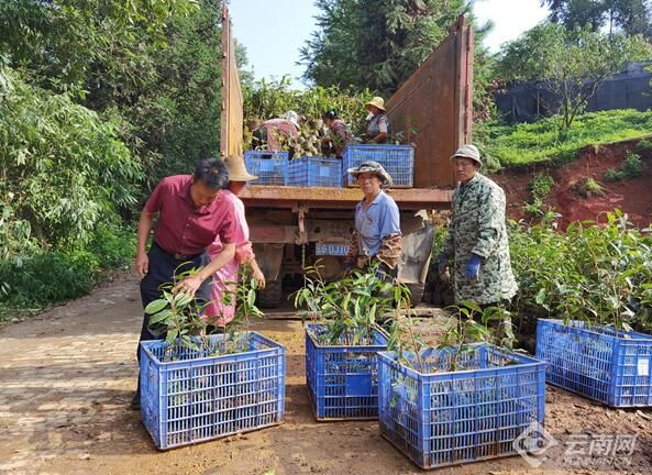 有关于红河元阳：延伸“链条”铺就茶香振兴路的相关信息(2)