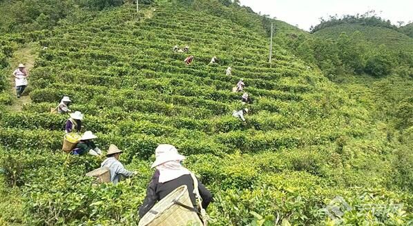有关于红河元阳：延伸“链条”铺就茶香振兴路的相关信息