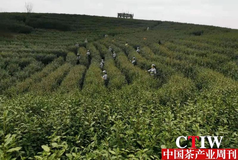 关于河南桐柏县：探索“茶旅融合”新模式实现产业富民新业态的新闻