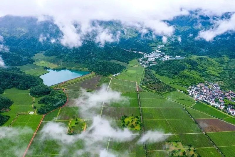 有关于宋韵茶香 同心共富：越城区富盛镇“御茶村”共富工坊的内容