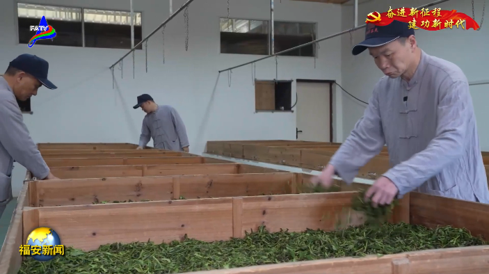 有关于央视持续关注福安市坦洋村茶产业新发展引发热烈反响的最新消息(3)