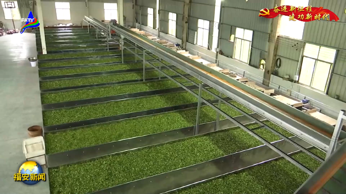 有关于央视持续关注福安市坦洋村茶产业新发展引发热烈反响的最新消息(4)