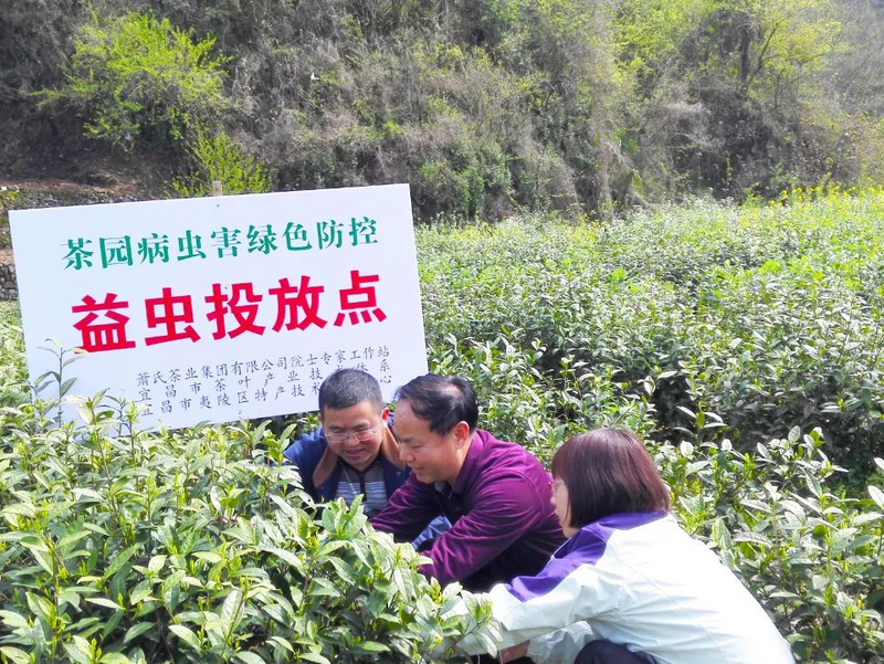 关于生于茶，研于茶的制茶大师，谭传柏：把红茶做好做精的最新消息(5)