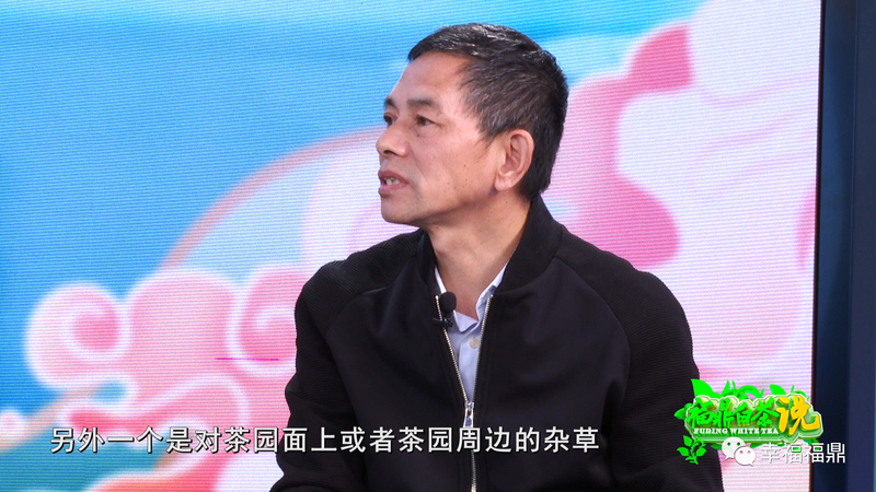 关于《福鼎白茶说》——茶园越冬的信息(3)