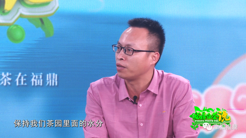 关于《福鼎白茶说》——茶园越冬的信息(2)