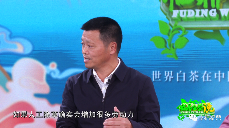 关于《福鼎白茶说》——茶园越冬的信息(1)