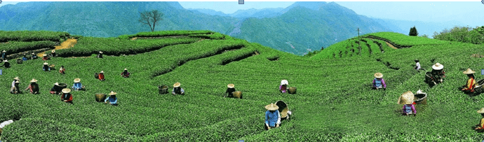 关于光明日报：一缕茶香话“坦洋”的相关内容(2)