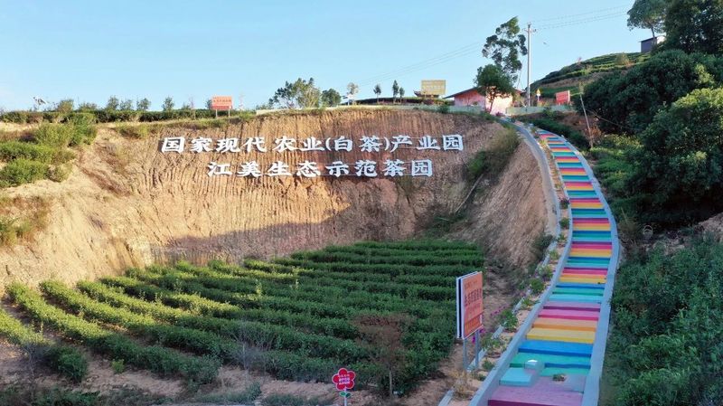 有关于茶园变身“打卡地” 茶旅融合风景新的消息(6)