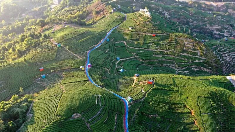有关于茶园变身“打卡地” 茶旅融合风景新的消息