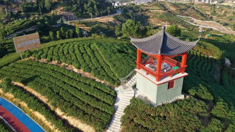 有关于茶园变身“打卡地” 茶旅融合风景新的消息(4)