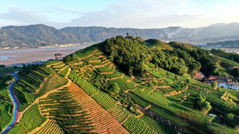 有关于茶园变身“打卡地” 茶旅融合风景新的消息(5)