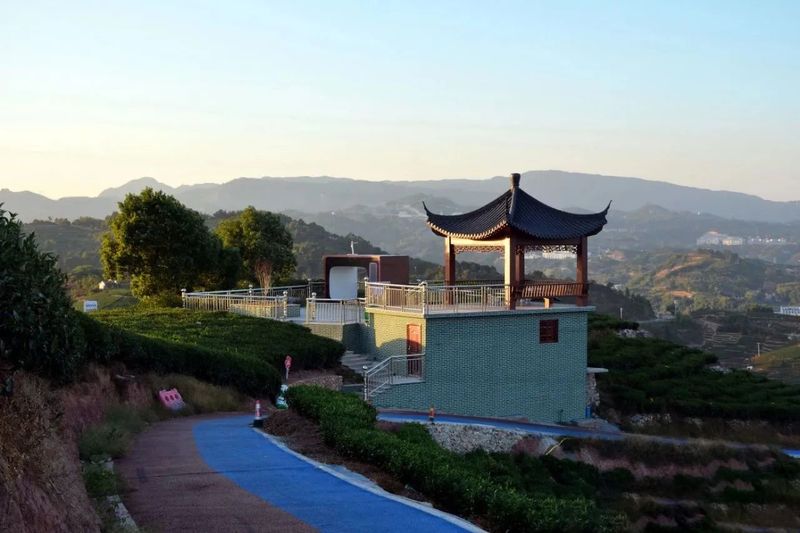 有关于茶园变身“打卡地” 茶旅融合风景新的消息(7)