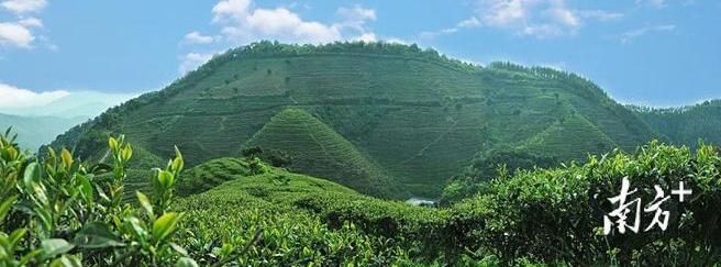 关于紫金18个茶样获国际大奖的内容(1)