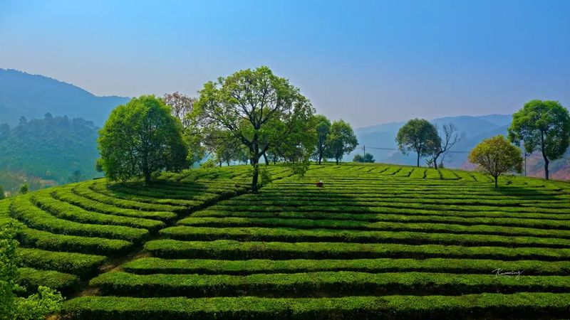 关于普洱火车到站 茶香扑鼻的相关信息(3)