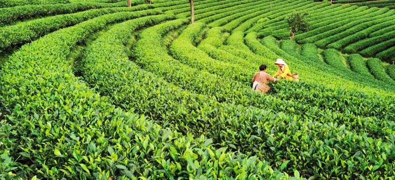 关于普洱火车到站 茶香扑鼻的相关信息(1)