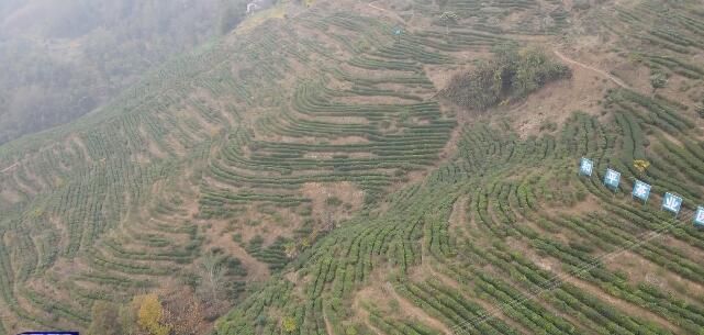 有关于紫阳县：把茶产业作为高质量发展的强力“引擎”的相关信息(4)