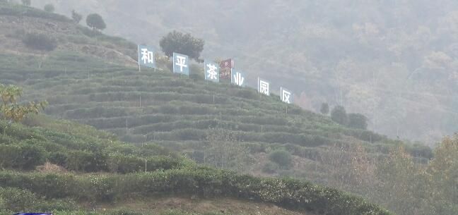 有关于紫阳县：把茶产业作为高质量发展的强力“引擎”的相关信息