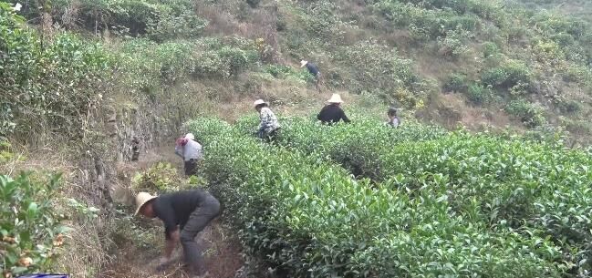 有关于紫阳县：把茶产业作为高质量发展的强力“引擎”的相关信息(3)