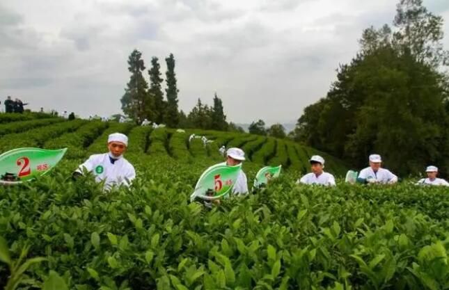 关于广元市第二届茶产业职业技能竞赛在旺苍举行的资讯(1)