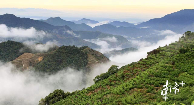 有关于匠心茶业：网评满分的单丛茶冲击十大茶王的资讯