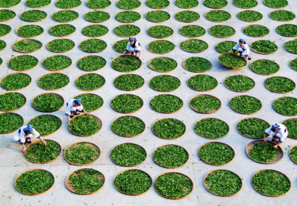 有关于安溪铁观音荣膺“2022中国企业家博鳌论坛”指定用茶的相关内容(2)